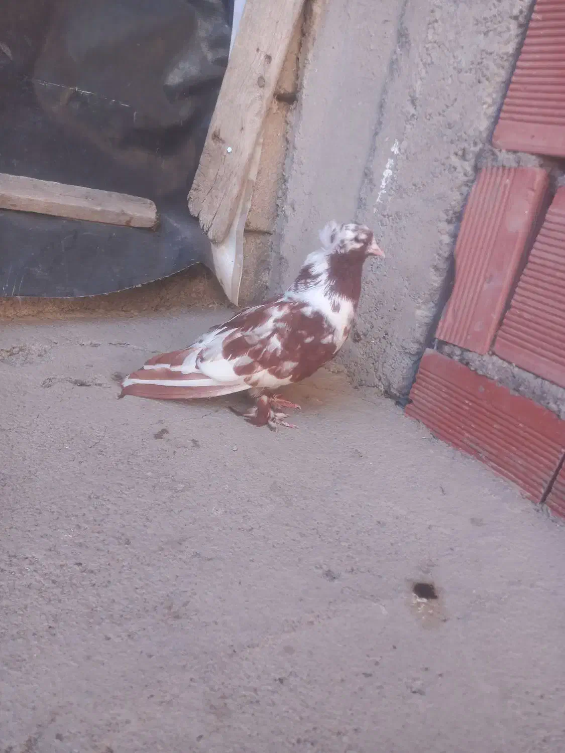 دوبرگرفته شده چیتی نر اوچان گرفته شده|پرنده|ویلکیج, |دیوار