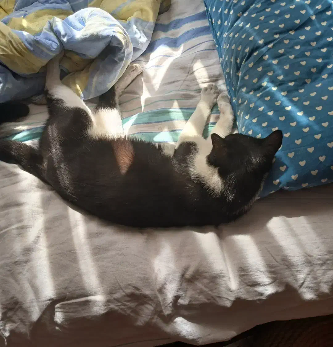 گمشده|حیوانات|نوشهر, |دیوار