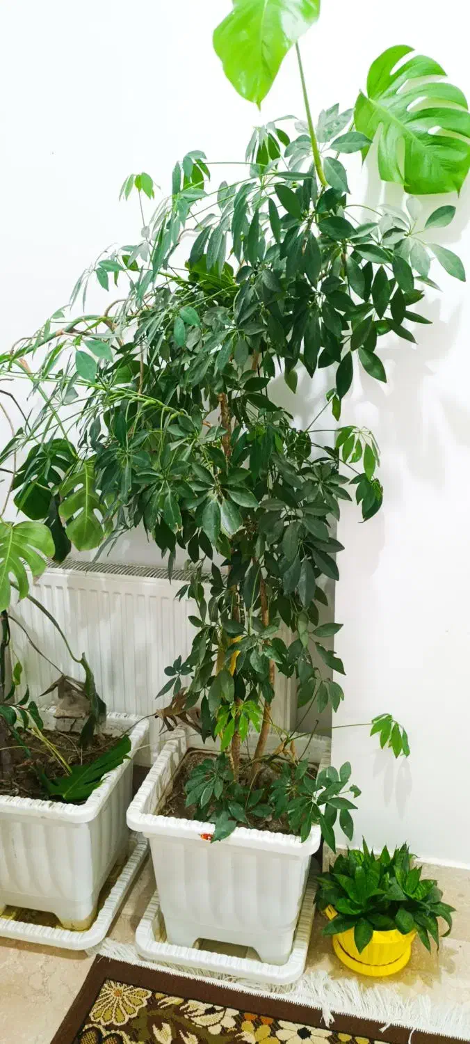 گل های طبیعی زینتی ب فروش میرسد|گل و گیاه طبیعی|مشگین شهر, |دیوار