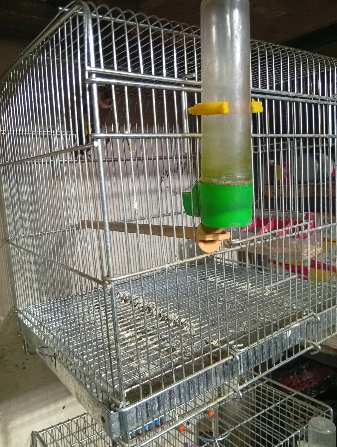 سهر رسمی|پرنده|شهرضا, |دیوار