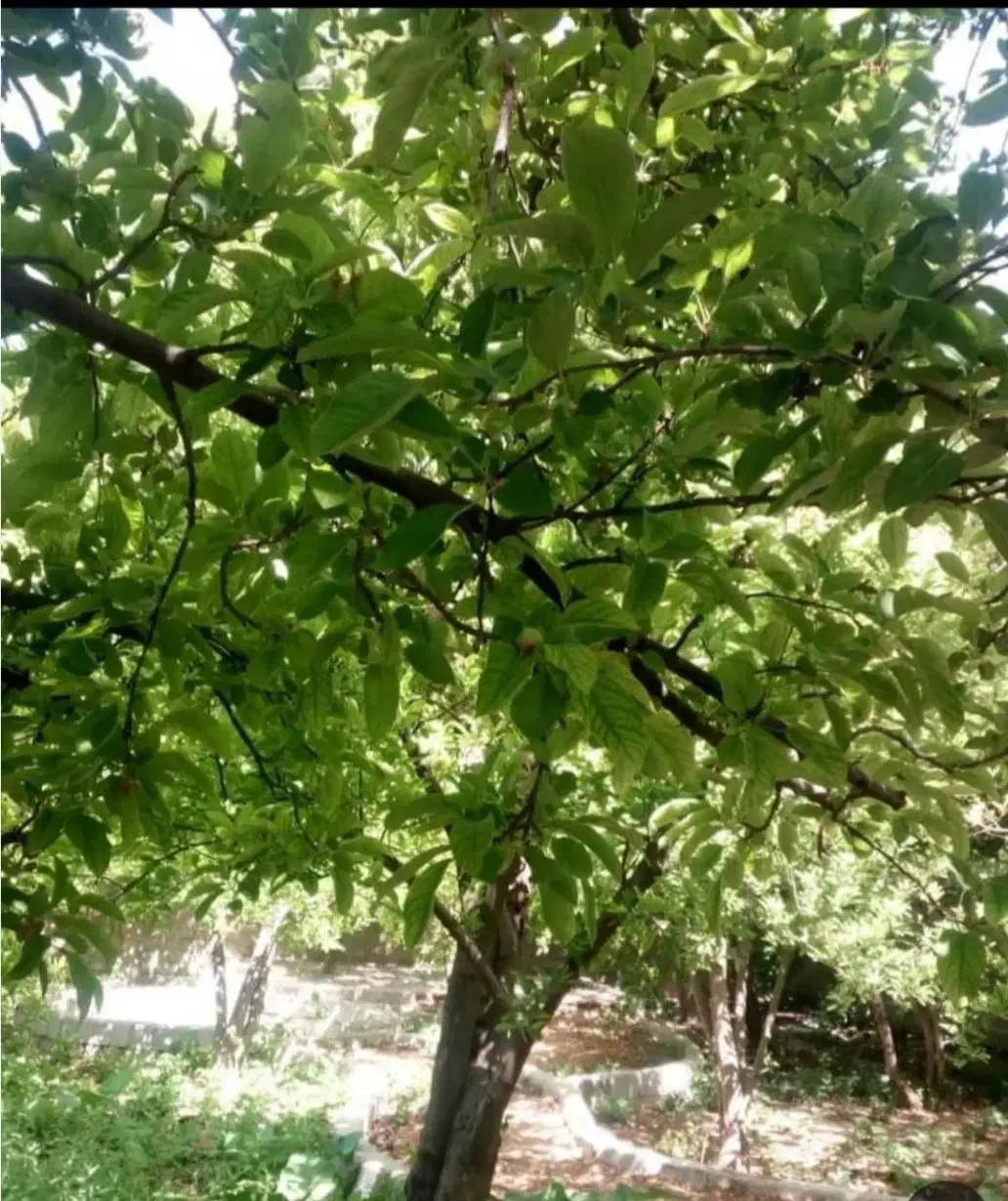 فروش باغ سر دونبش در قصردشت|فروش زمین و ملک کلنگی|شیراز, فرهنگ شهر|دیوار