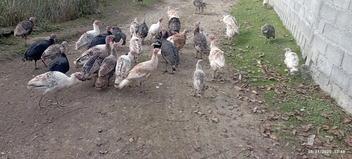 فروش بوقلمون و اردک اسرائیلی|حیوانات مزرعه|لیسار, |دیوار