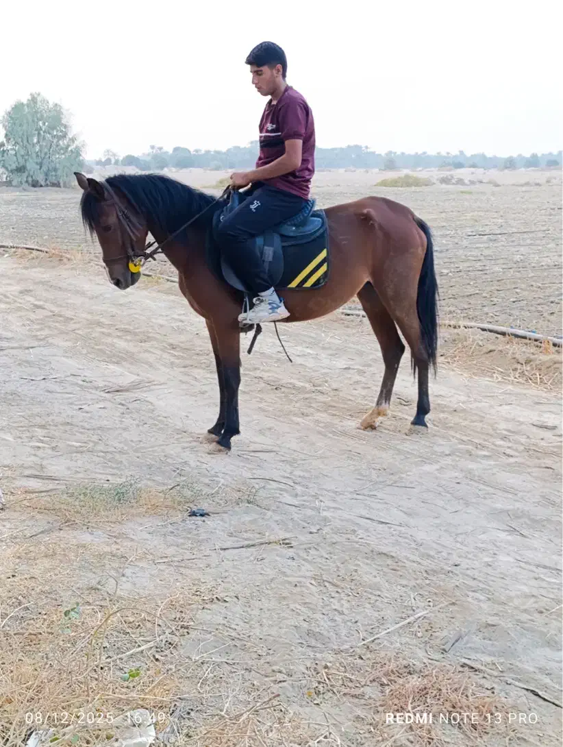 فروش مادیون سواری رهوار ابستن|اسب و تجهیزات اسبسواری|برازجان, |دیوار