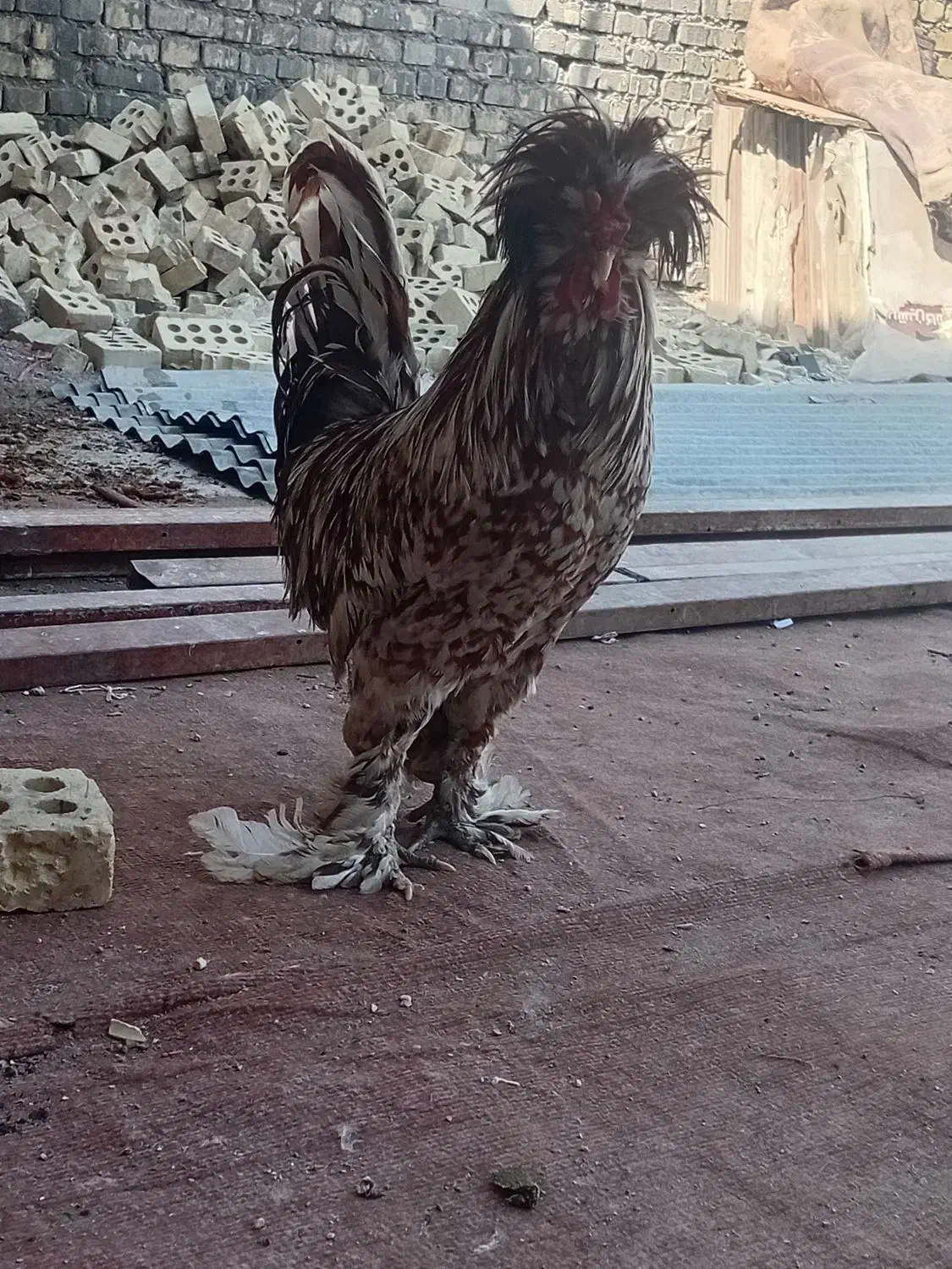 کمپلوی شمالی|حیوانات مزرعه|اهواز, کمپلو شمالی|دیوار