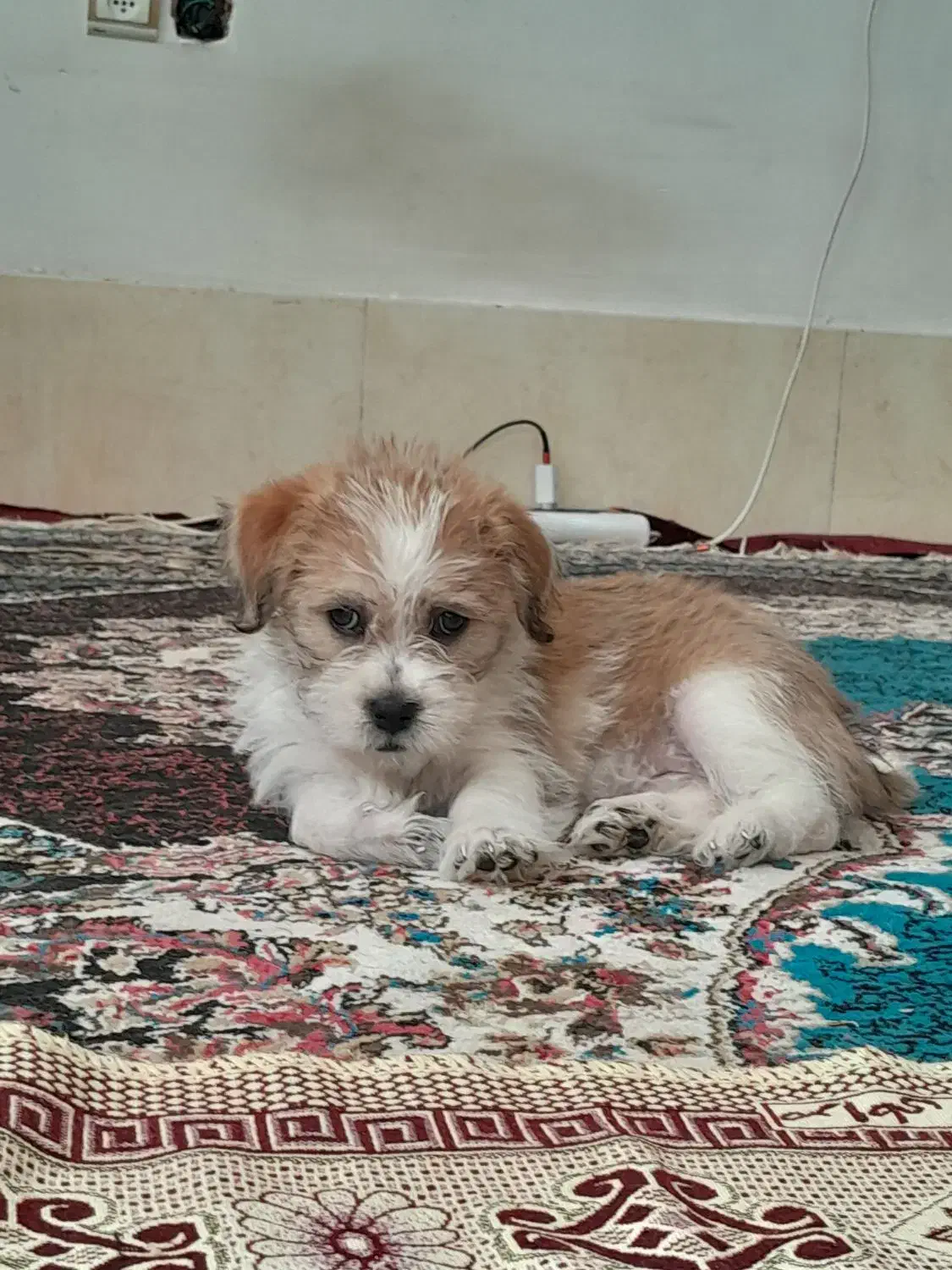 سگ شیتزو|سگ|بجنورد, |دیوار