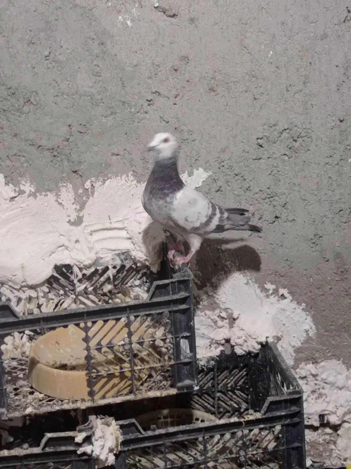 کفتر نر|پرنده|سراوان, |دیوار