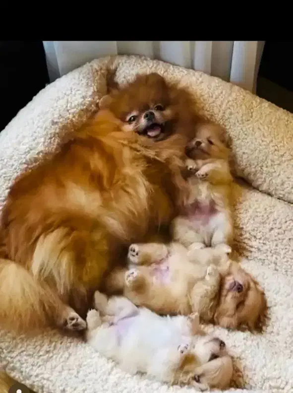 توله 65روزه پامرانین اصل عکس گویایه همه چی هست|سگ|مشهد, وکیلآباد|دیوار