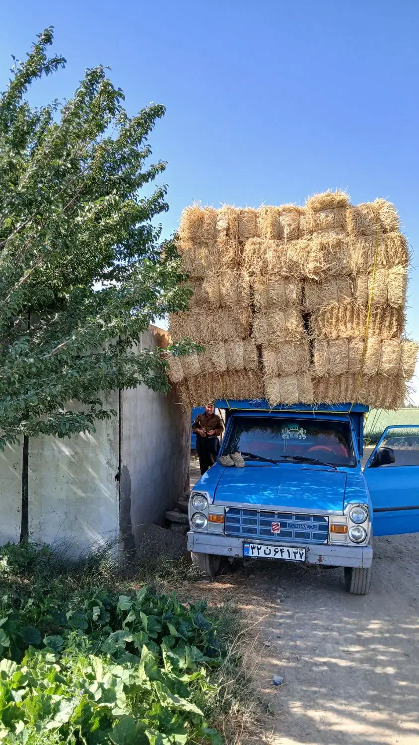 فروش کولش گندم تحویل|عمدهفروشی|بکتاش, |دیوار