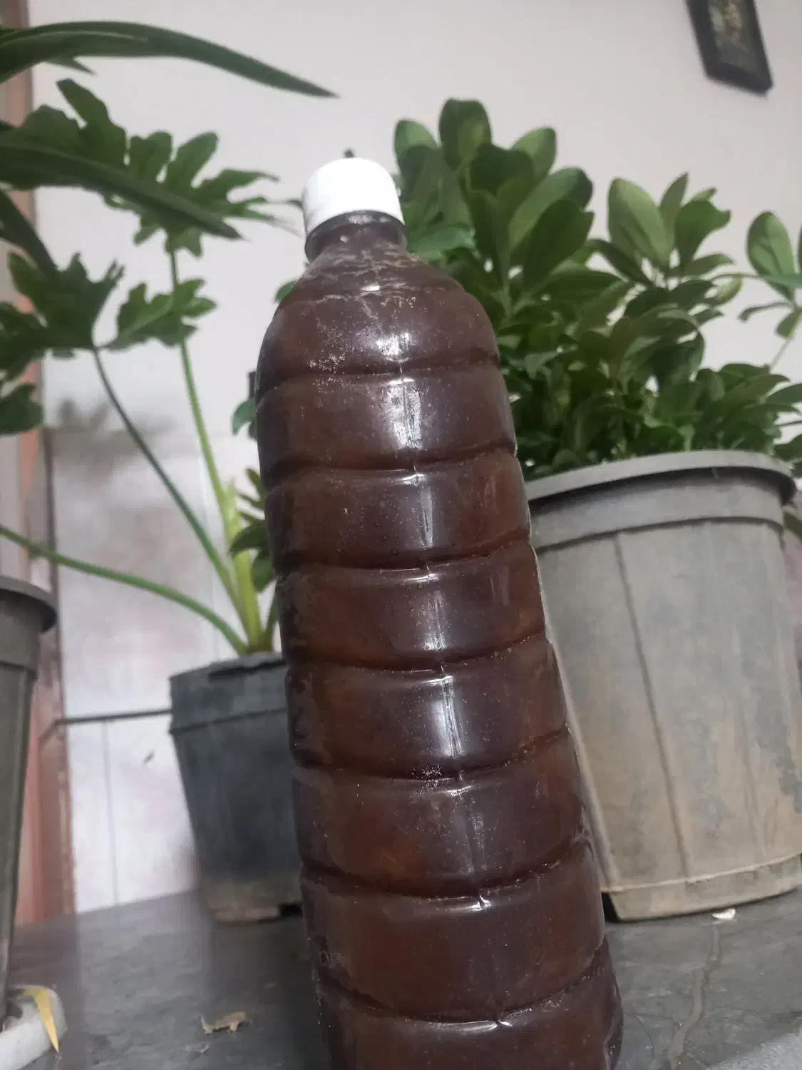 گیاهی|آرایشی، بهداشتی، درمانی|بم, |دیوار