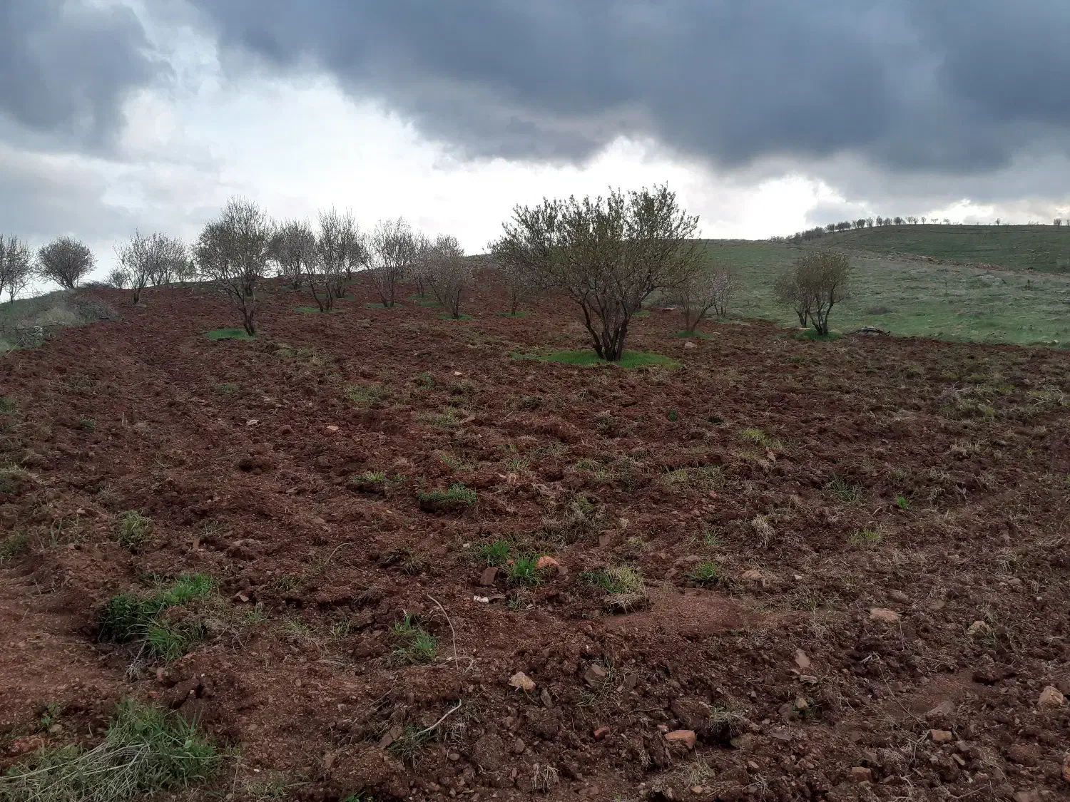 فروش فوری یک هکتار باغ بادام روانسر|فروش دفتر صنعتی، کشاورزی، تجاری|روانسر, |دیوار