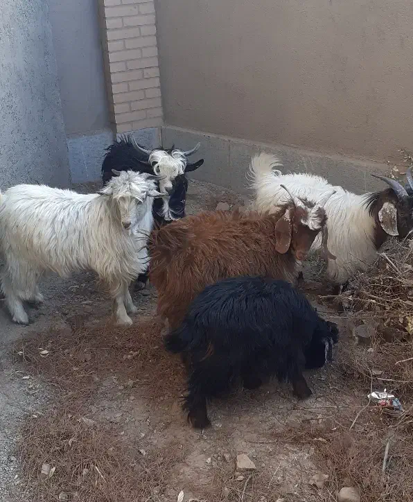 بزغاله نر چاق کاردی|حیوانات مزرعه|قائن, |دیوار