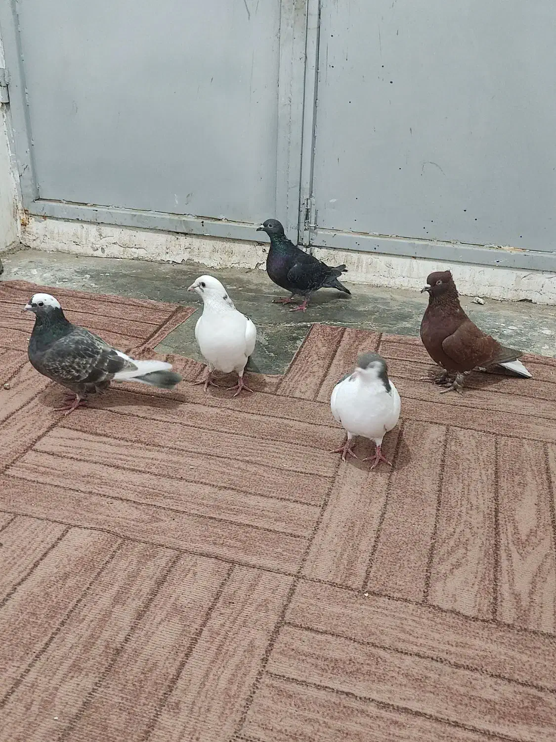 کفتر پرشی|پرنده|جوین, |دیوار