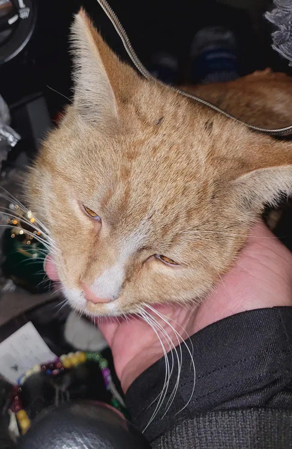 گربه دی اس اچ پیدا شده|حیوانات|تهران, حسینآباد|دیوار