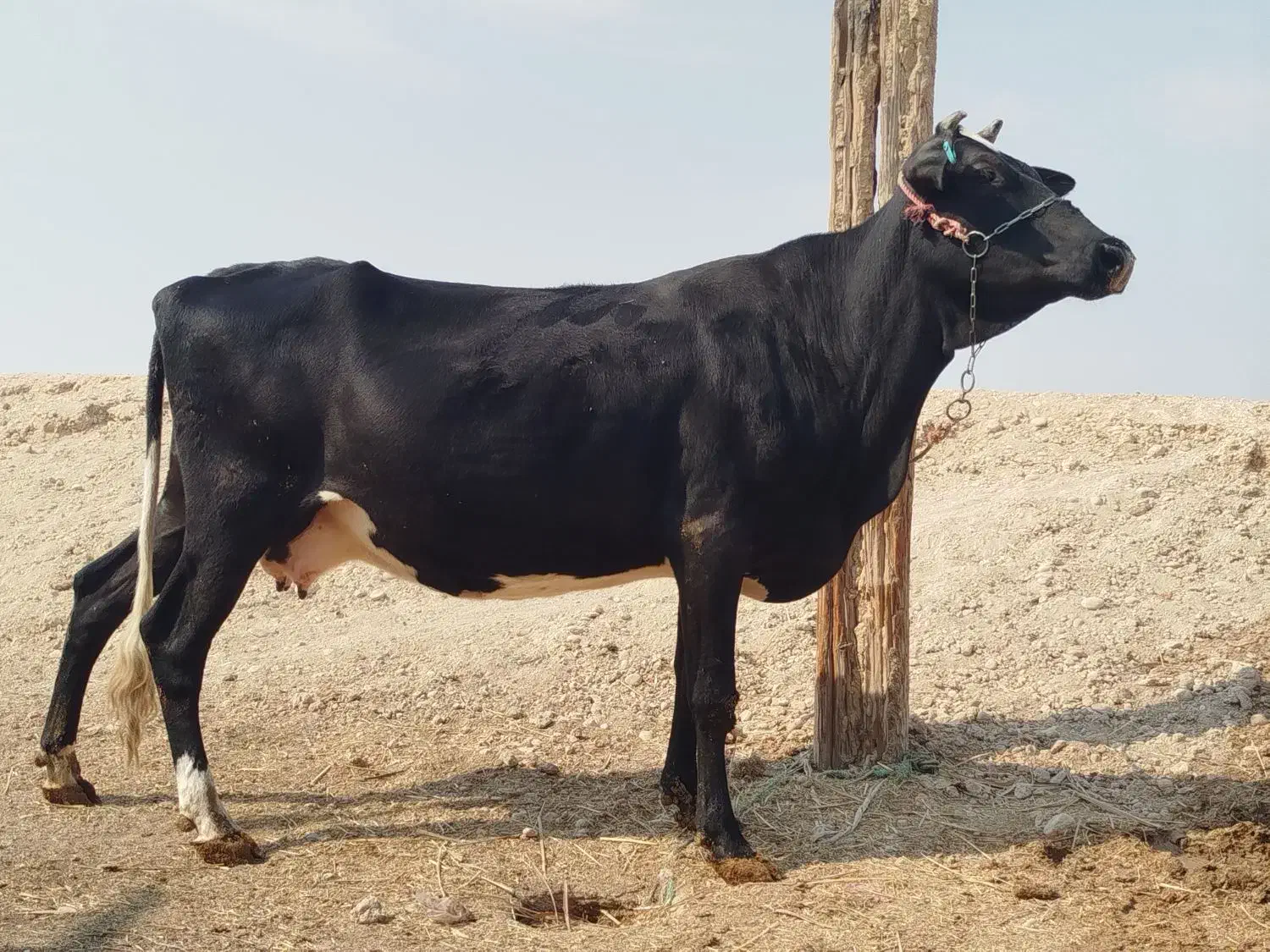 گاو خارجی ابستن شادگان|حیوانات مزرعه|شادگان, |دیوار