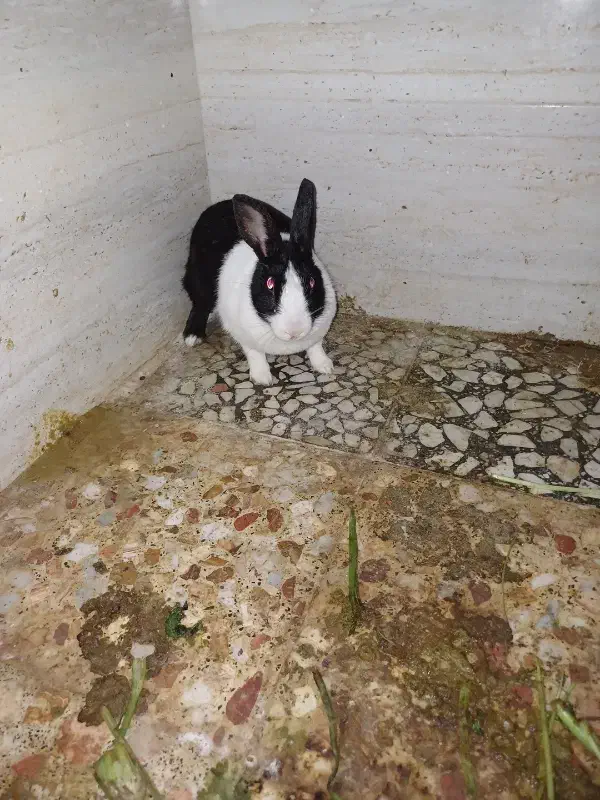 قیمت۲۵۰|موش و خرگوش|بوشهر, |دیوار