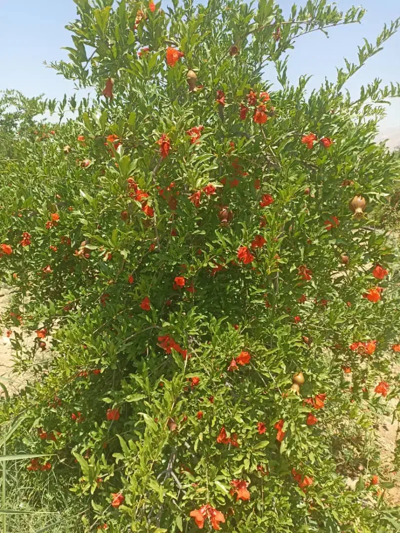 باغ انار جنت شهر|فروش خانه و ویلا|جنت, |دیوار