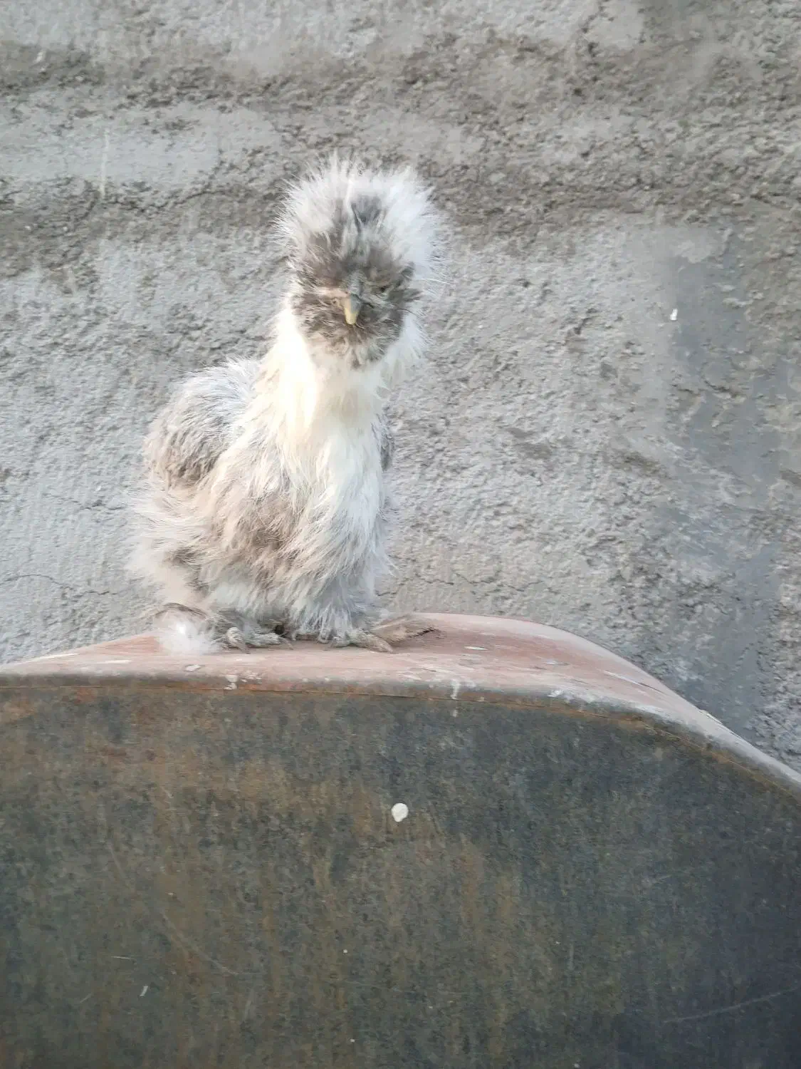 مرغ خروس لاری ابریشمی|حیوانات مزرعه|قم, نخودی|دیوار