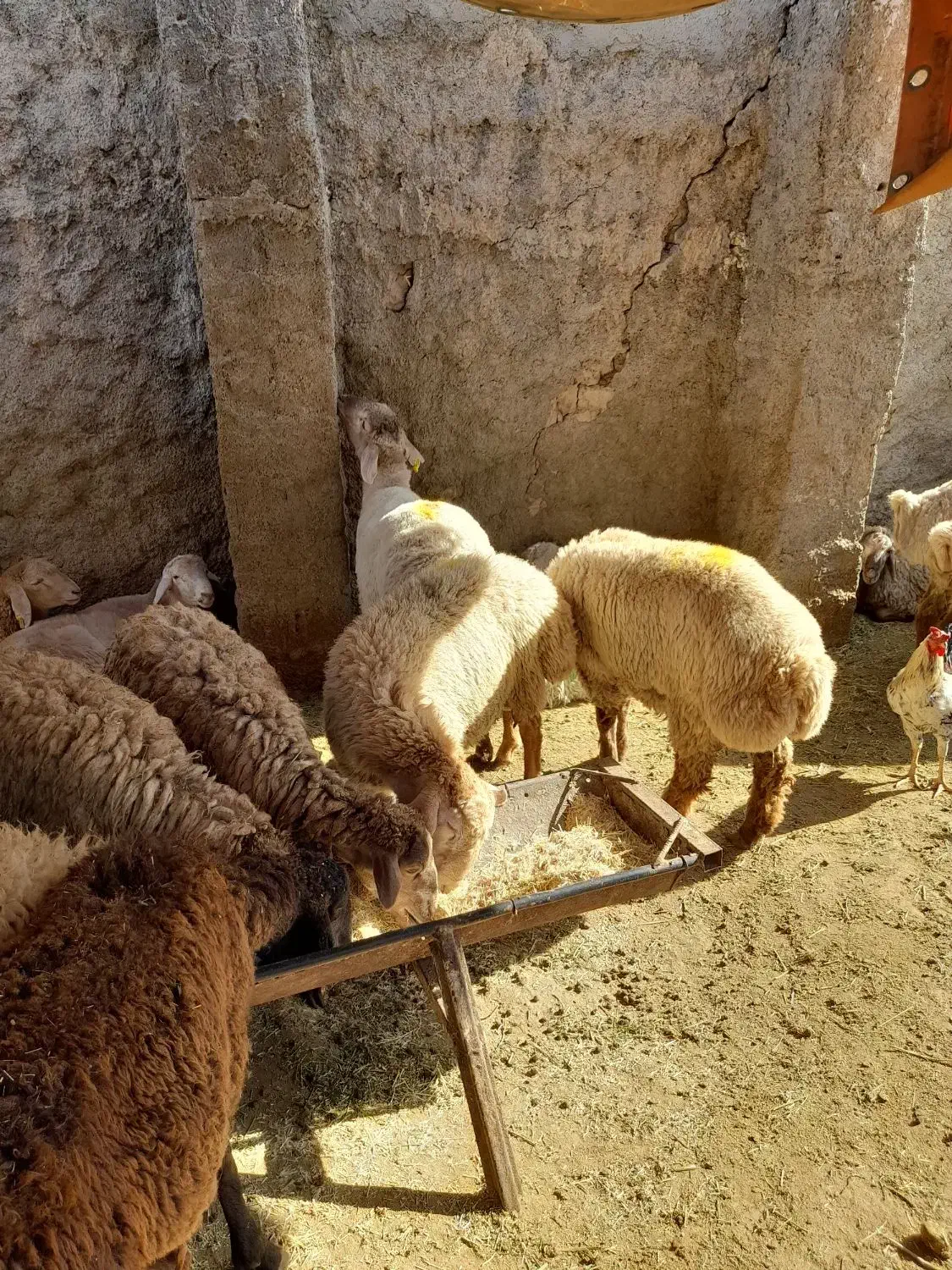 گوسفند زنده مغان افشار با قصاب مجرب شبانه روزی|حیوانات مزرعه|وحیدیه, |دیوار