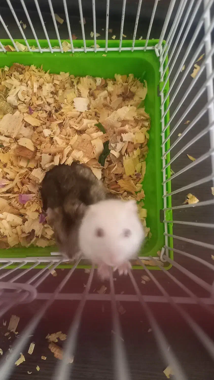 همستر|موش و خرگوش|شیراز, رکن‌آباد|دیوار