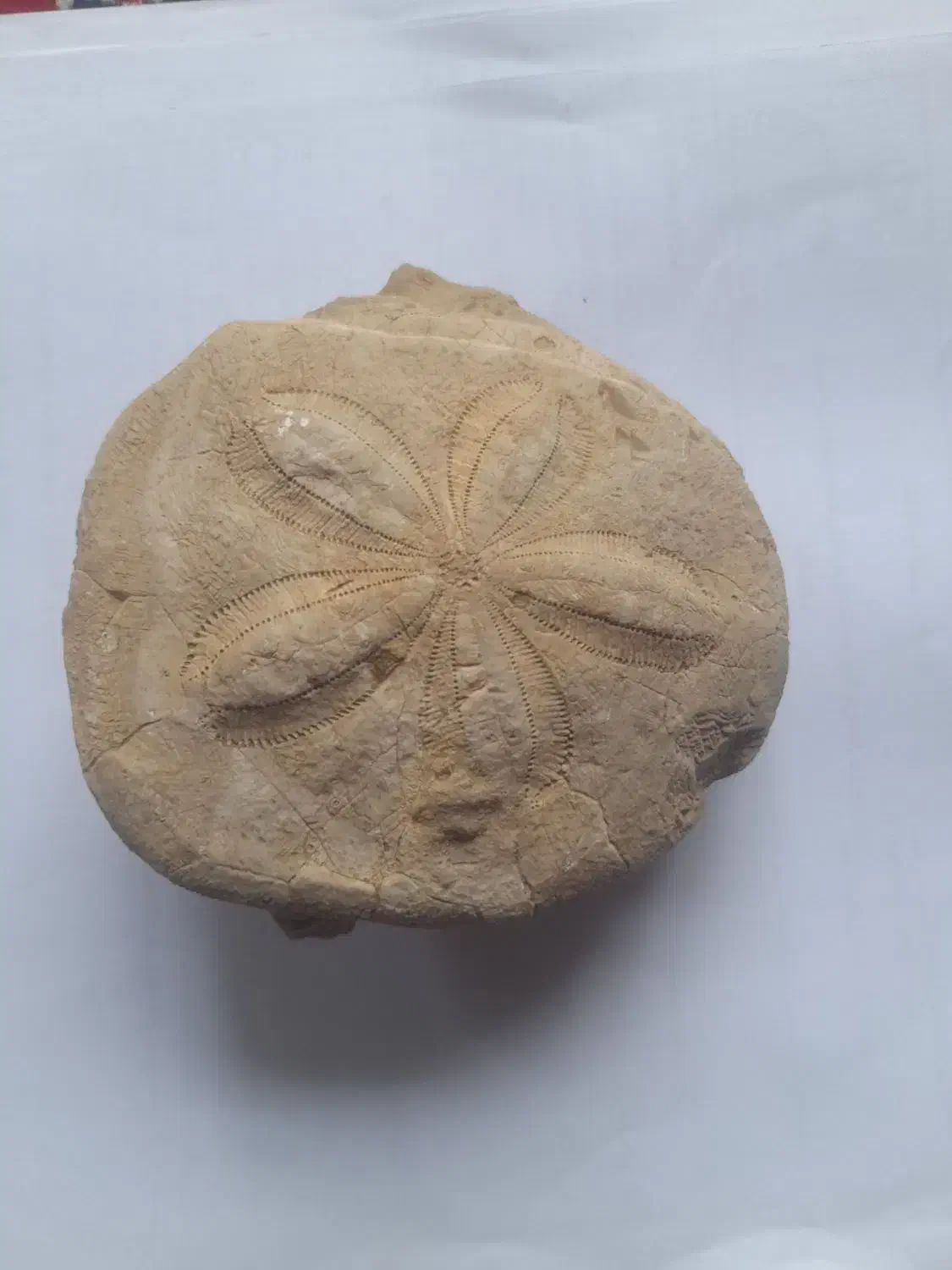 فسیل|کلکسیون اشیاء عتیقه|بروجرد, |دیوار