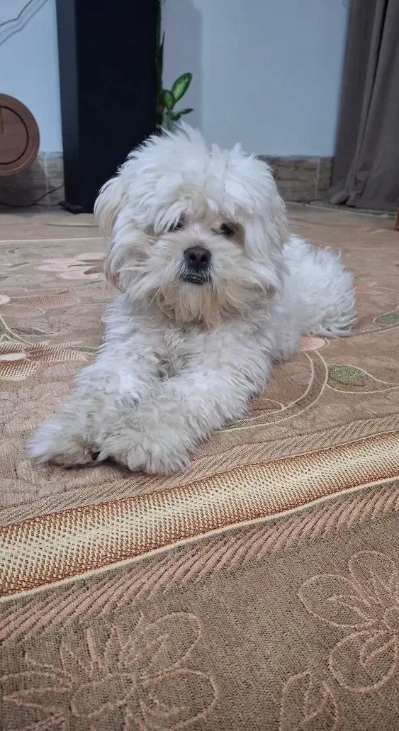 گمشده|حیوانات|نیشابور, محله میدان باغات|دیوار