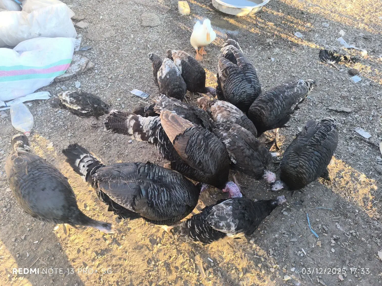 بوقلمون 2ساله|حیوانات مزرعه|مرند, |دیوار