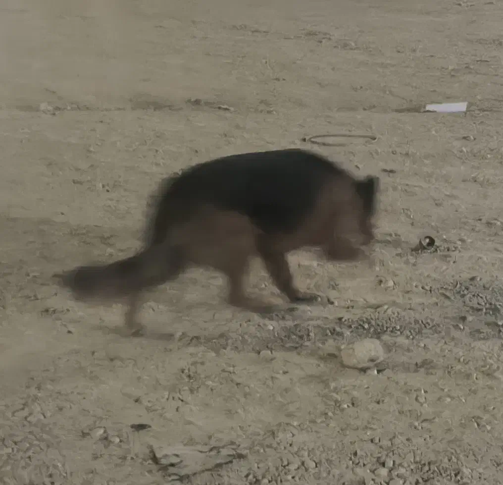 سگ ژرمن|سگ|ورامین, شهرک فجر|دیوار