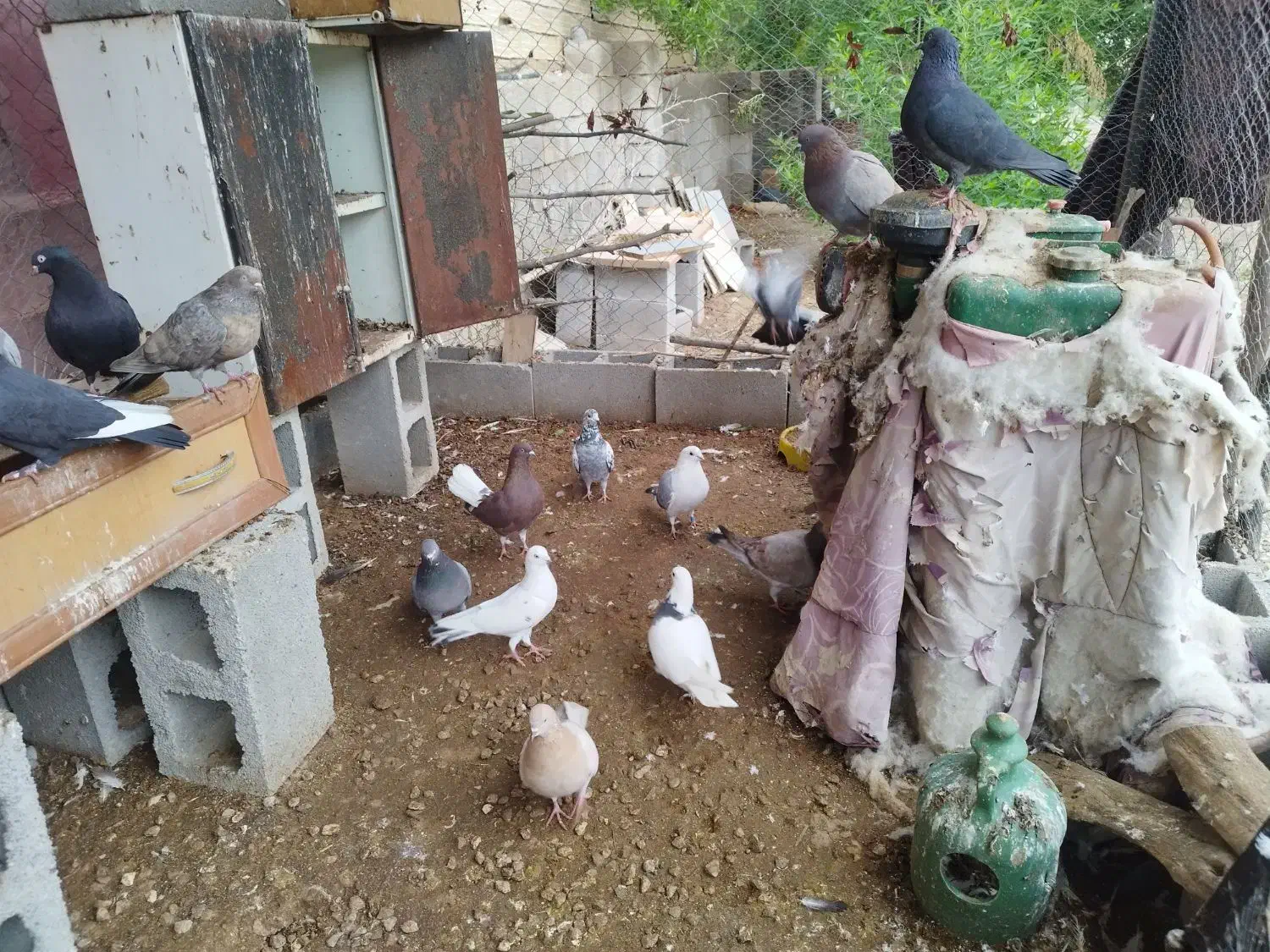 کبوتر بالاگیر|پرنده|گتوند, |دیوار