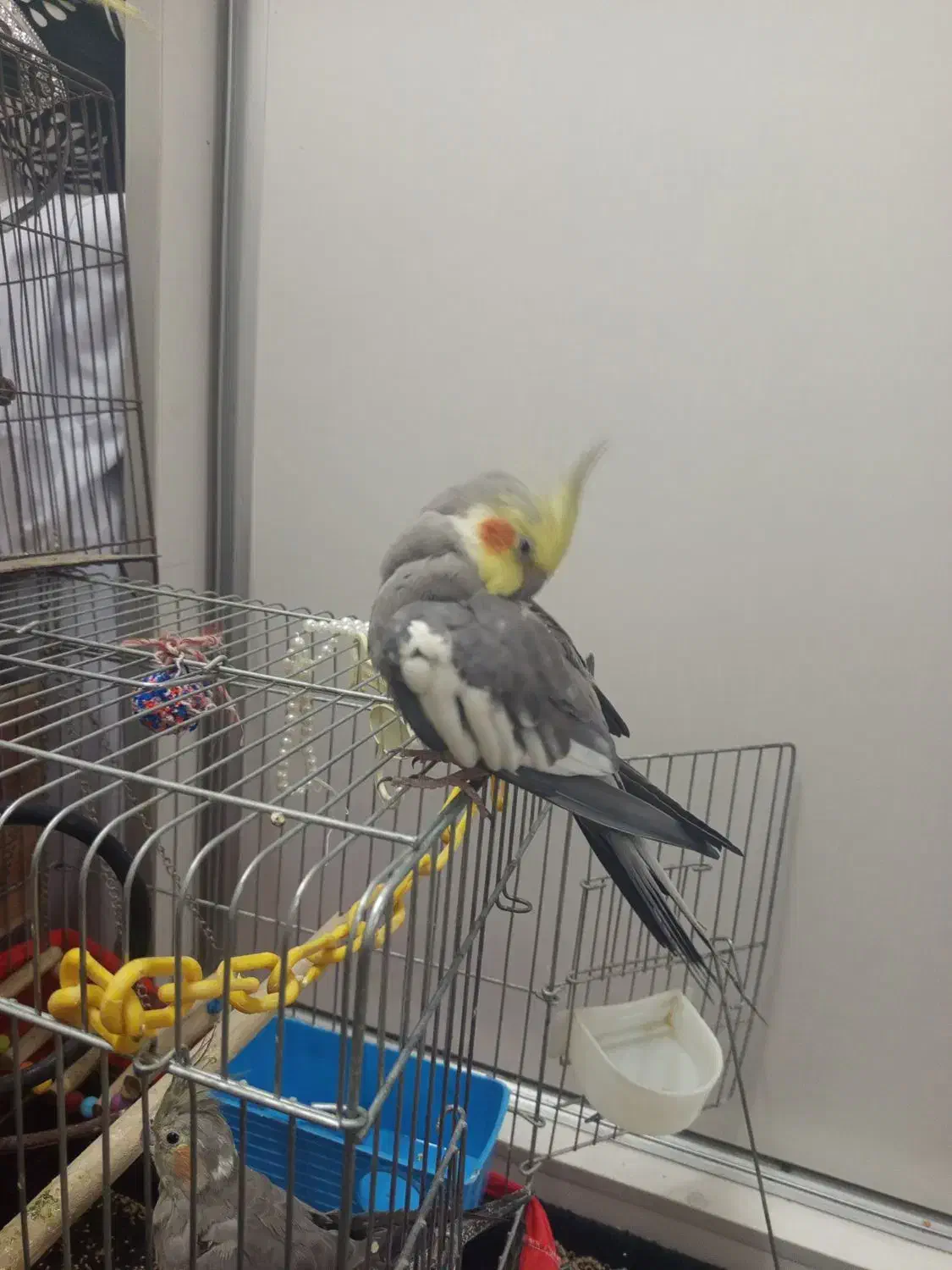 مرغ عشق|پرنده|ری, هاشم‌آباد|دیوار