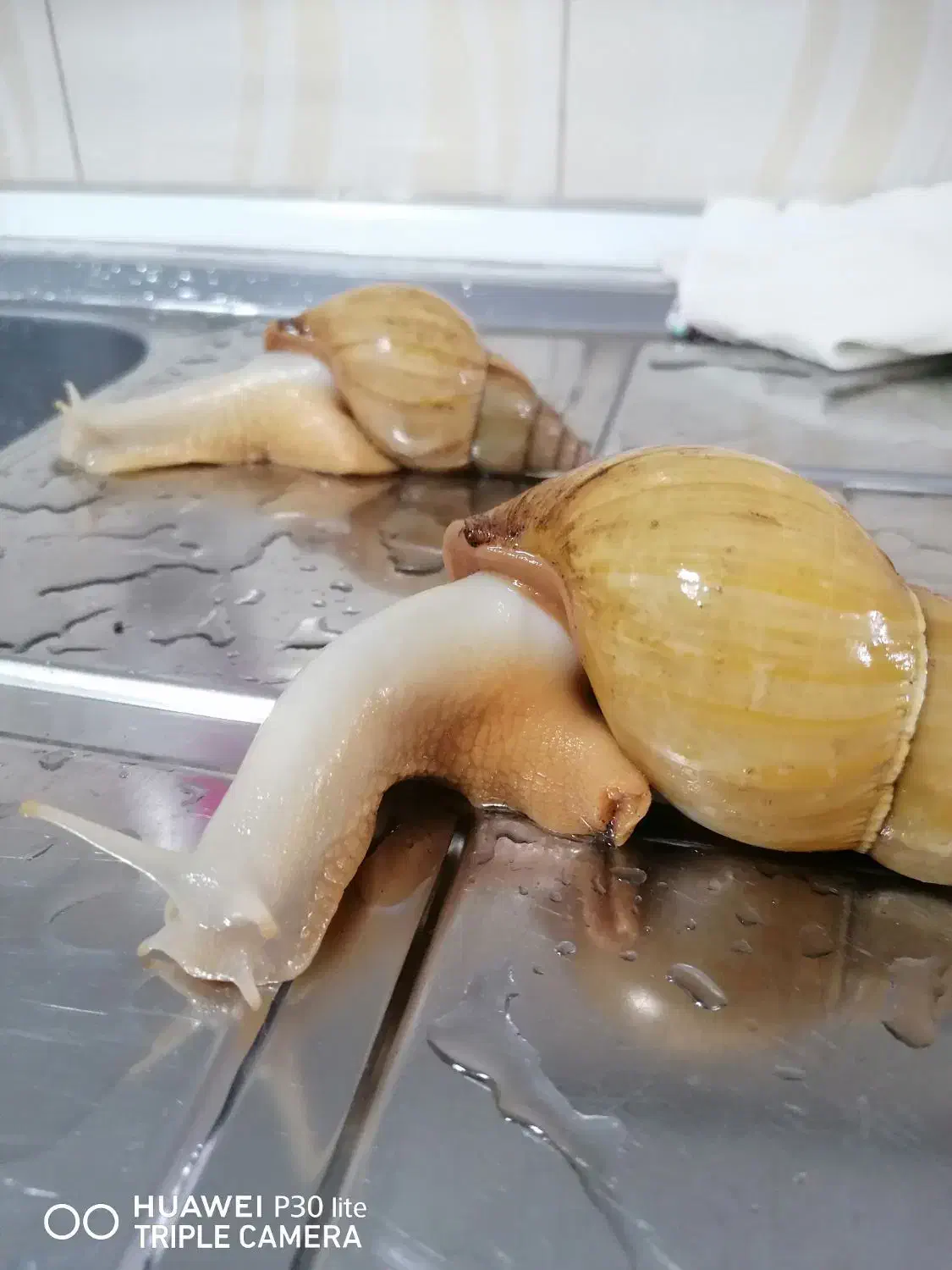 حلزون|خزنده|اسلام‌شهر, صادقیه|دیوار