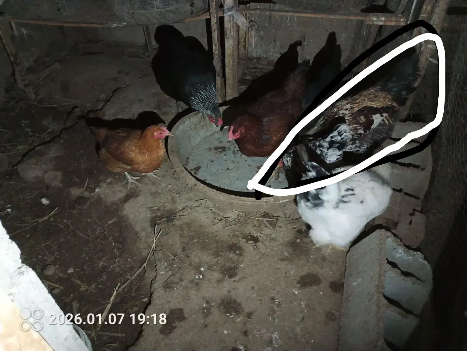 خروس بالغ ده ماه|حیوانات مزرعه|مینودشت, |دیوار