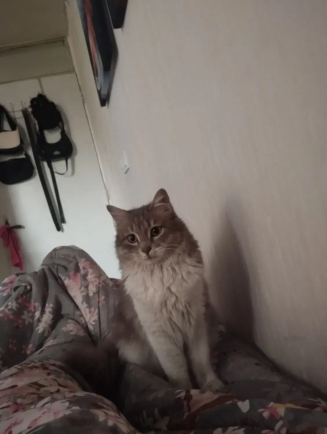 واگذاری گربه|گربه|تهران, صد دستگاه|دیوار