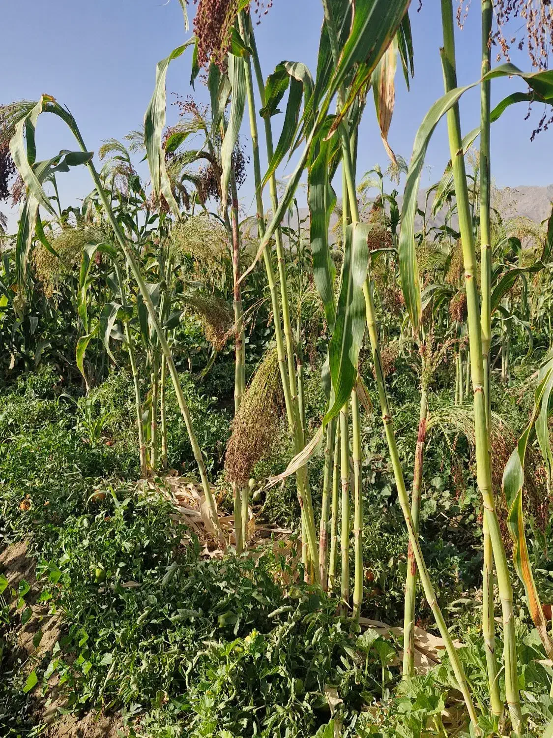 جارو|جاروبرقی، جارو شارژی، بخارشو|بروجرد, |دیوار