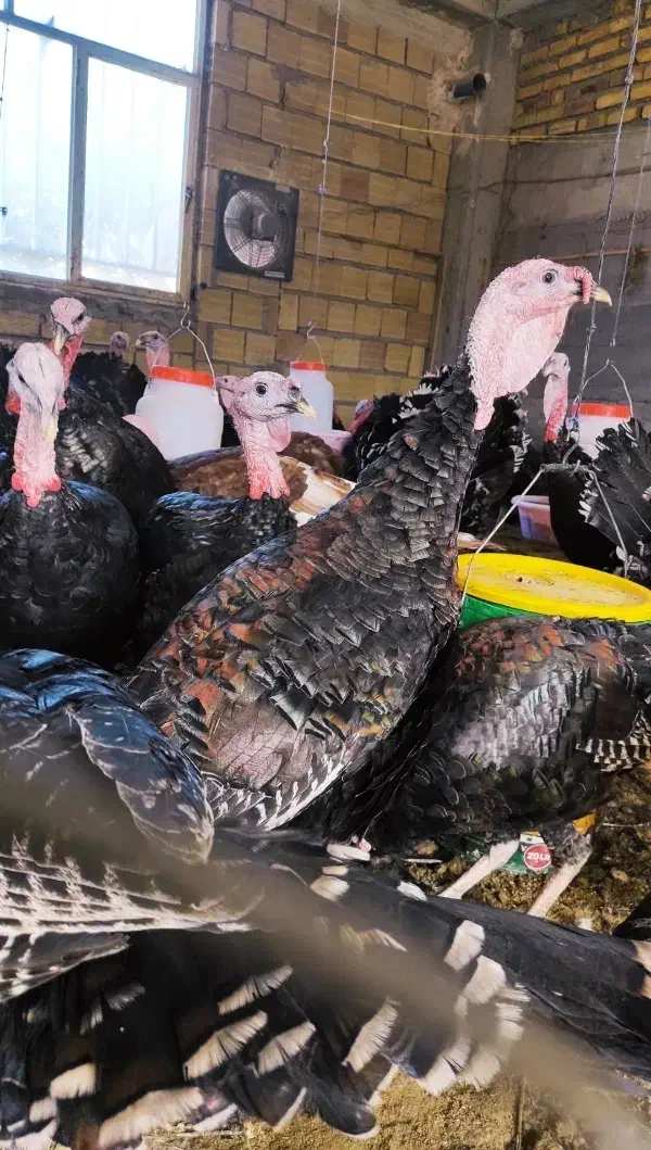 آگهی فروش بوقلمون برنز و بوربون|حیوانات مزرعه|میانه, |دیوار