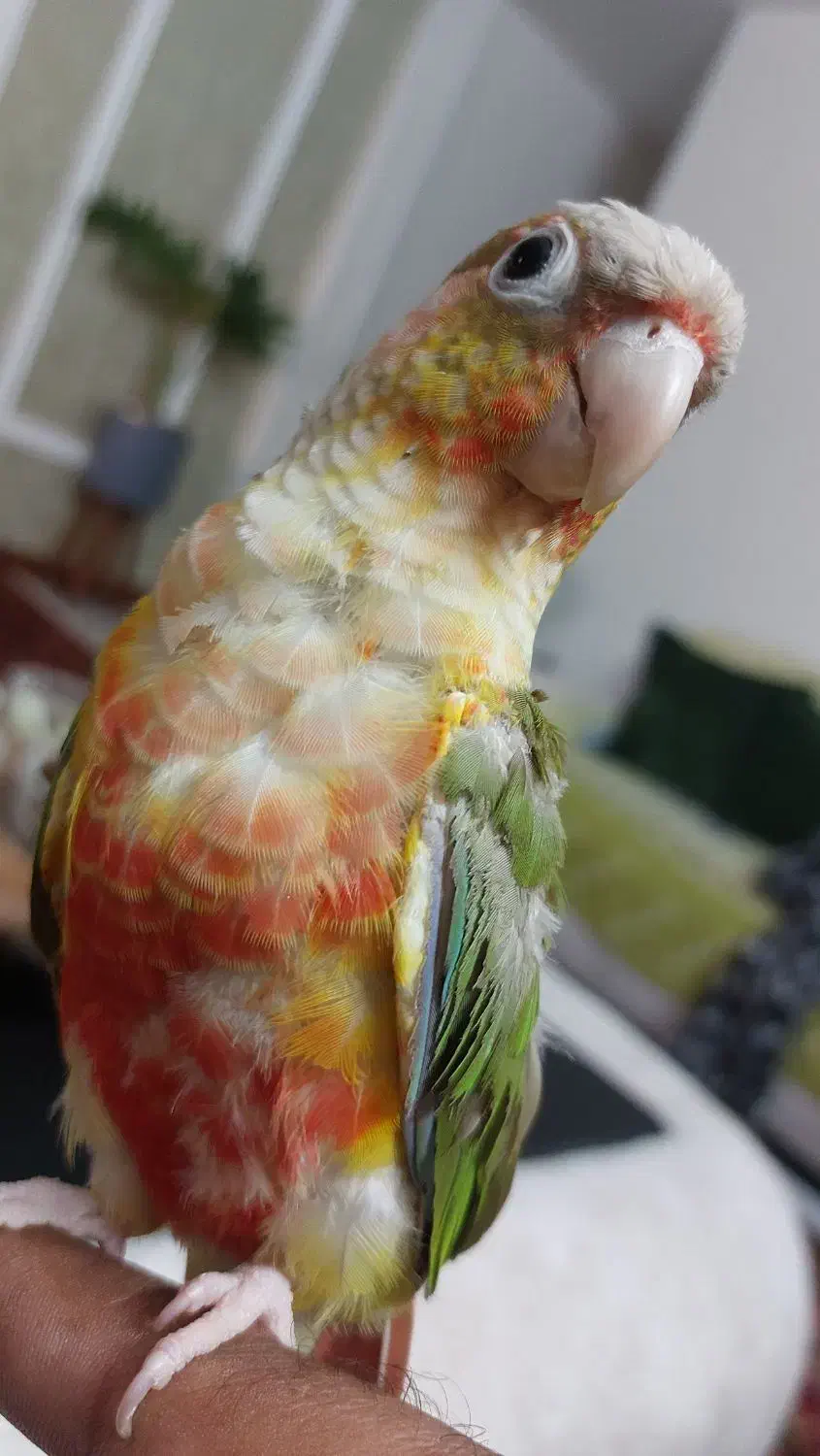 طوطی گرینچیک سخنگو رام و دستی|پرنده|فردیس, شهرک ارم|دیوار