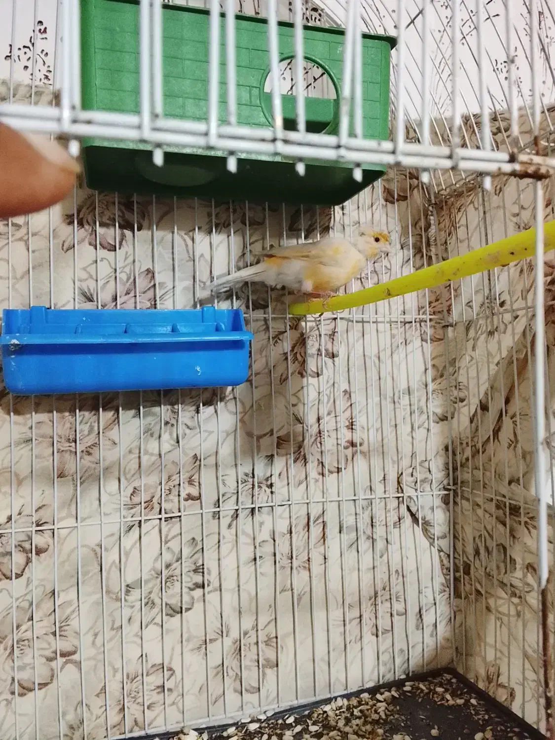 قناری ماده|پرنده|تربت‌حیدریه, بالا ولایت|دیوار