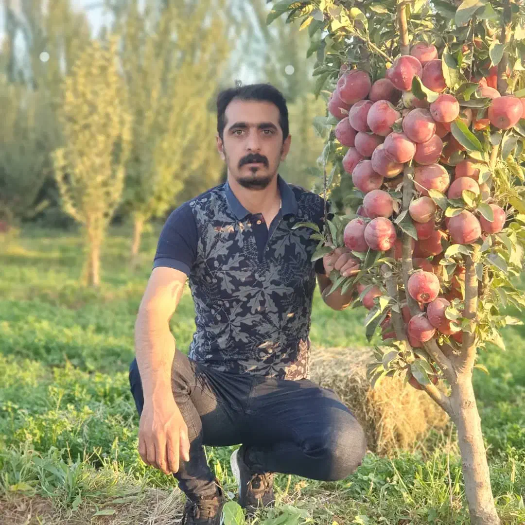 نهال سیب مالینگ زودبارده و پربازده|خدمات باغبانی و درختکاری|سردشت, |دیوار