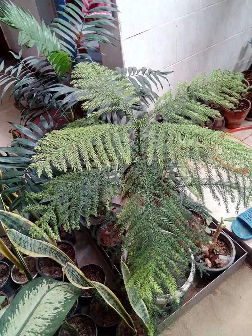 گلهای زیبای اپارتمانی|گل و گیاه طبیعی|مسجد سلیمان, |دیوار