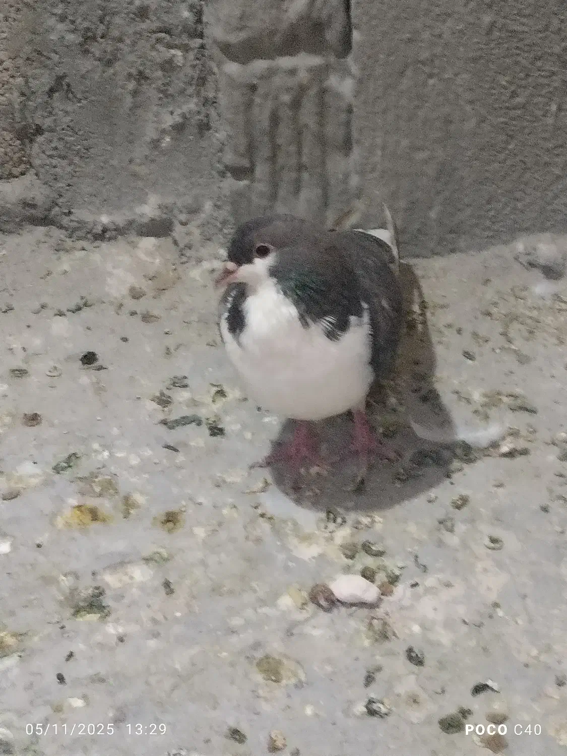 توجه توجه کبوتر خوش رنگ|پرنده|اقلید, |دیوار