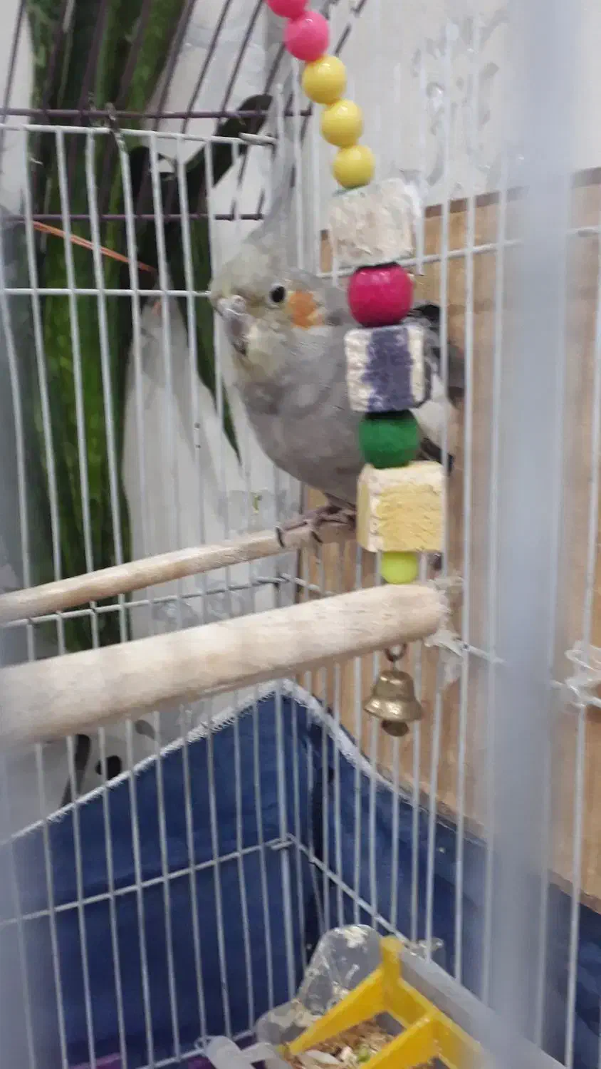 عروس هلندی|پرنده|محمدشهر, محمدشهر|دیوار