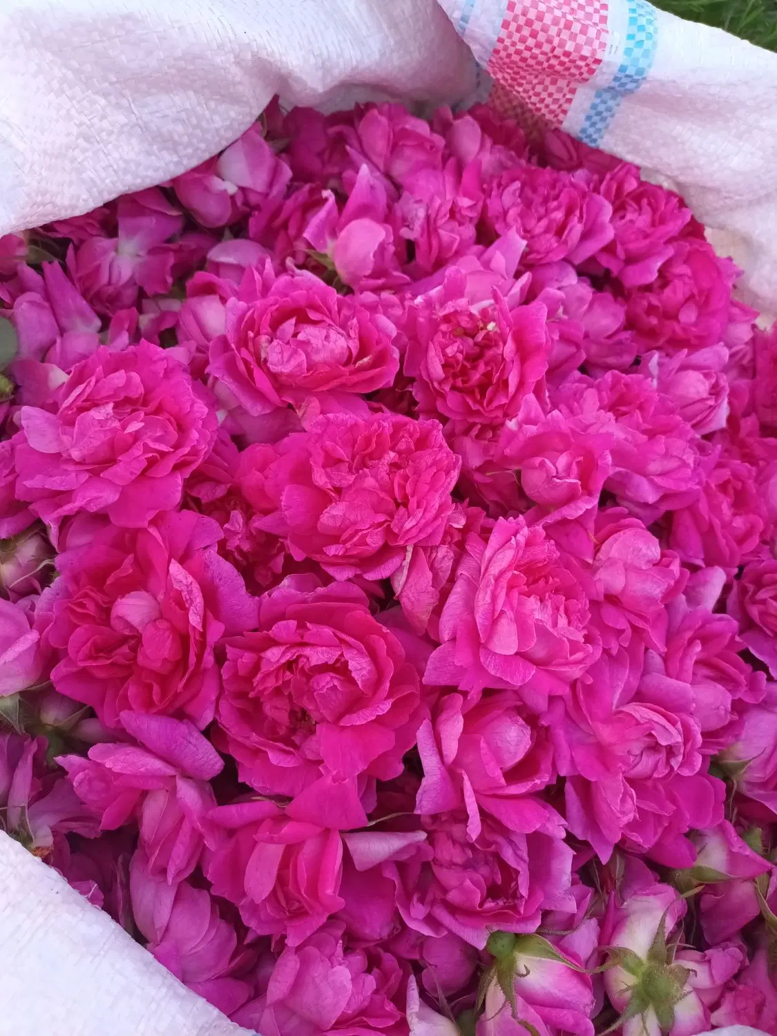 گل محمدی|خوردنی و آشامیدنی|تبریز, |دیوار