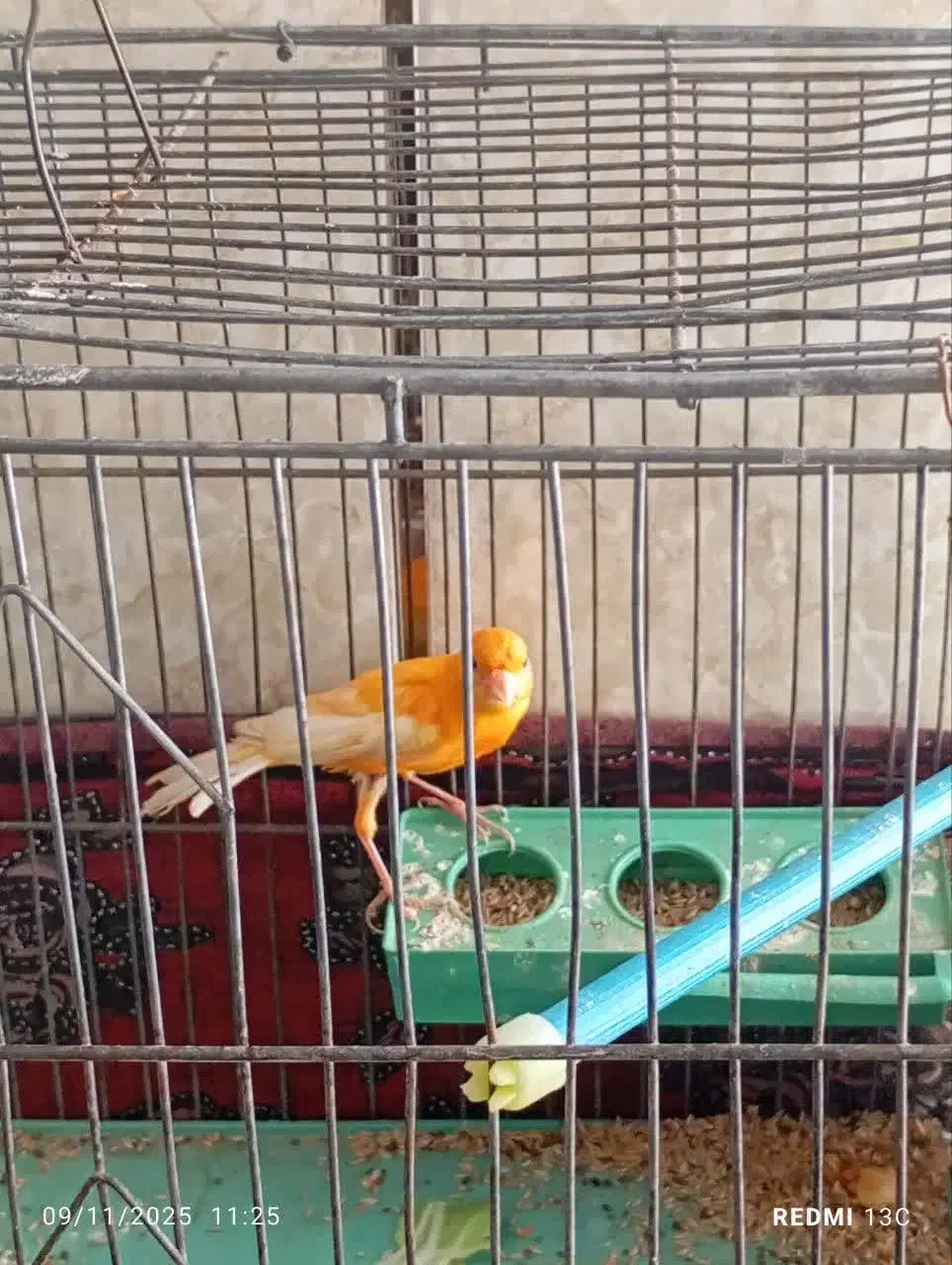 قناری|پرنده|بهمن صغاد, |دیوار