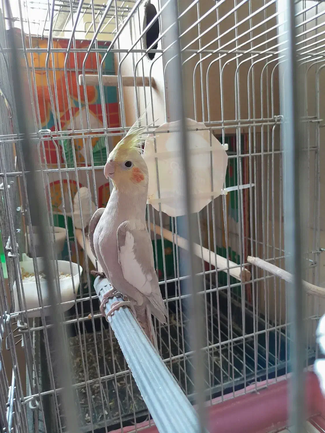 عروس هلندی نر جوجه ۶ماهه بشرط سلامت|پرنده|تهران, سلسبیل شمالی|دیوار