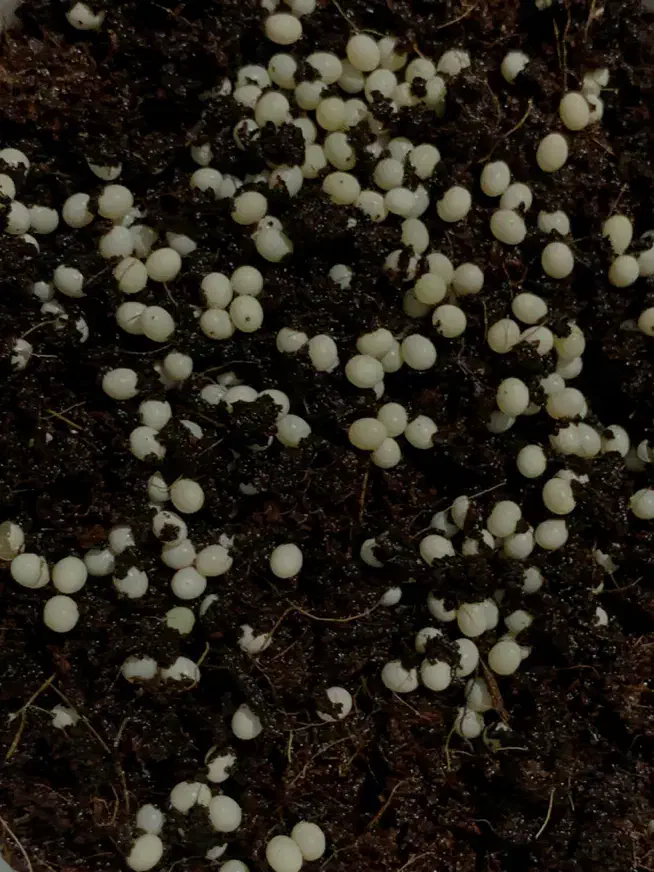 حلزون|خزنده|ارومیه, |دیوار