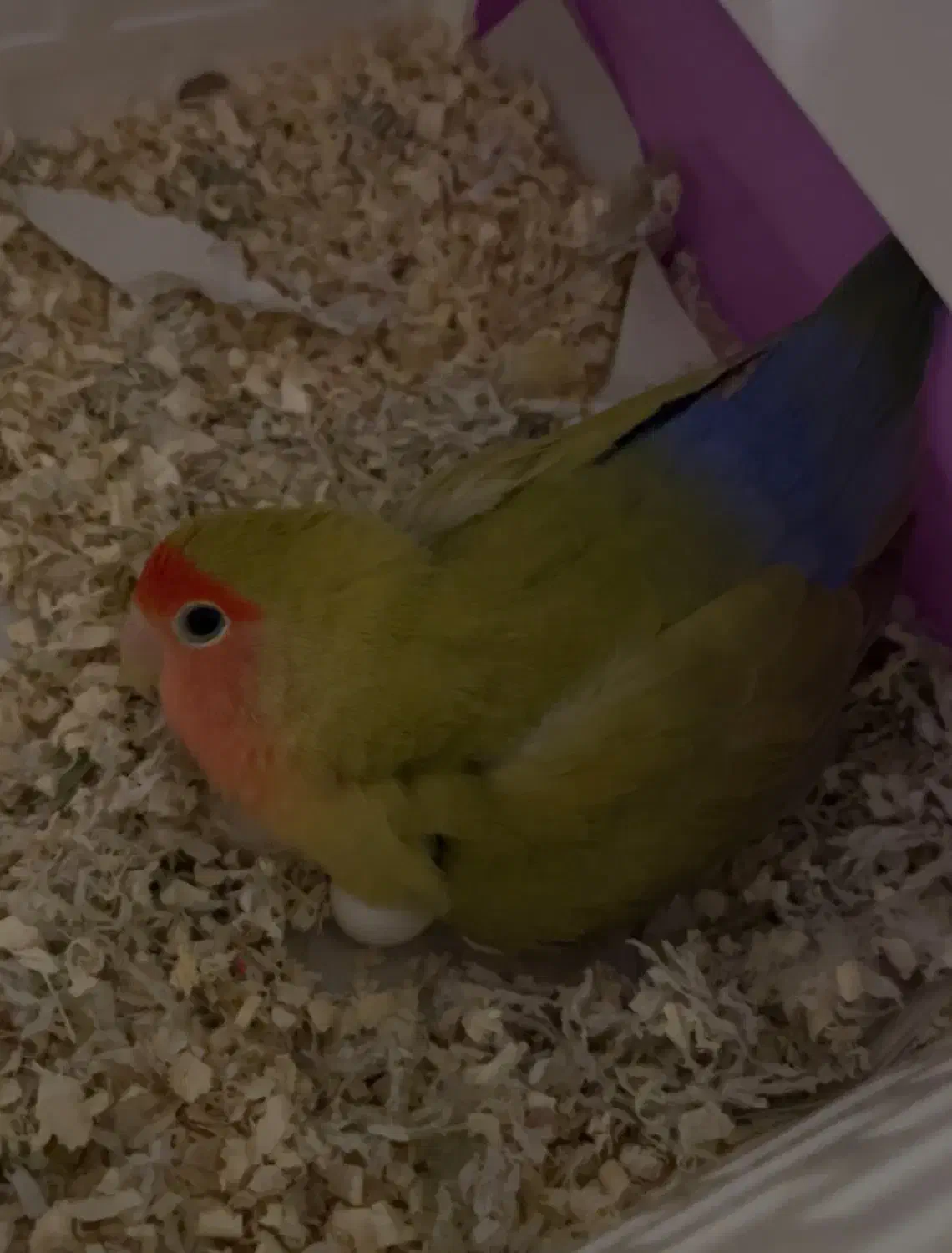 طوطی برزیلی ماده|پرنده|بابلسر, |دیوار