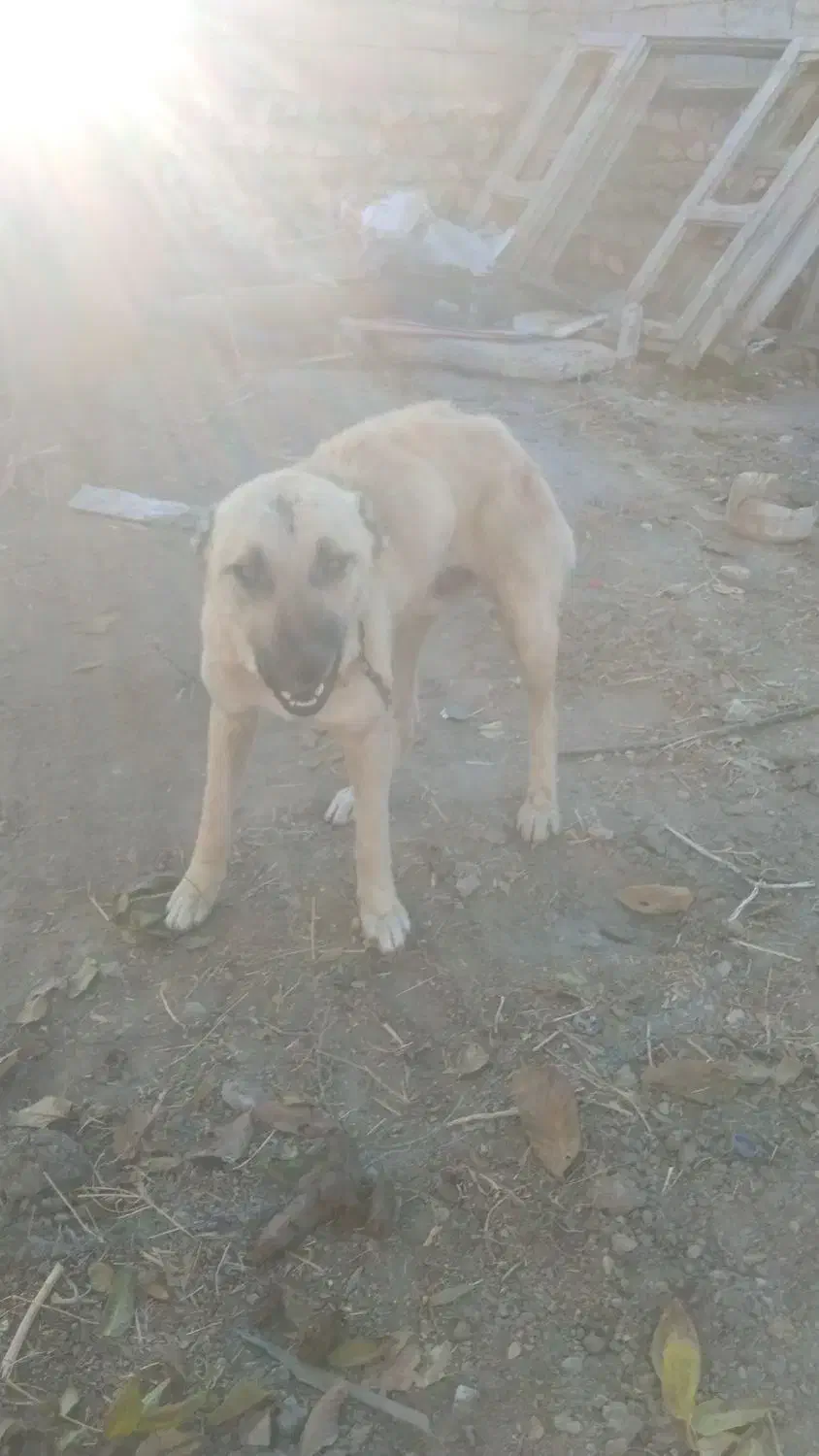 توله سرابی|سگ|قره قوین, |دیوار