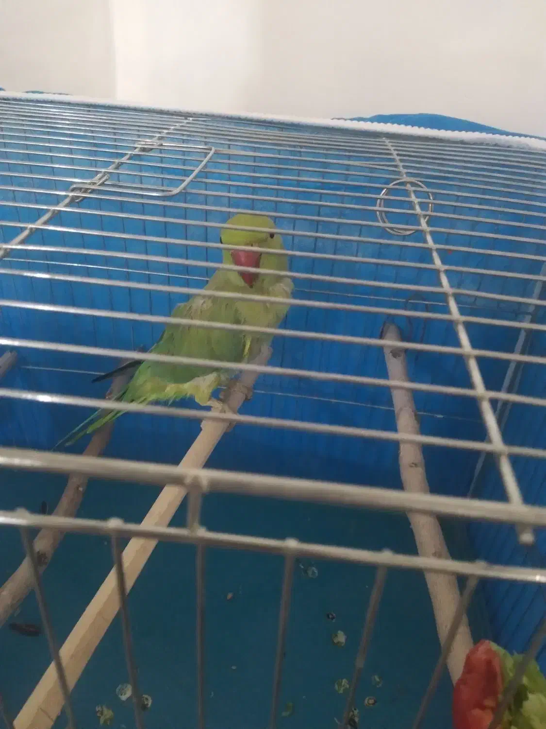 طوطی ملنگو|پرنده|لردگان, |دیوار