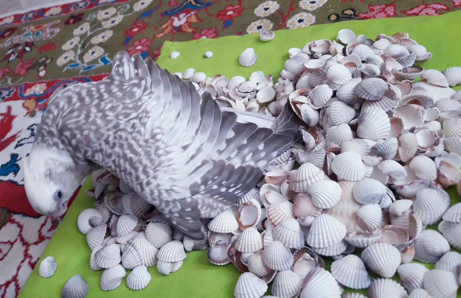 عروس هلندی ۲ماهه،بسیار دوستداشتنی زیبا|پرنده|فومن, |دیوار