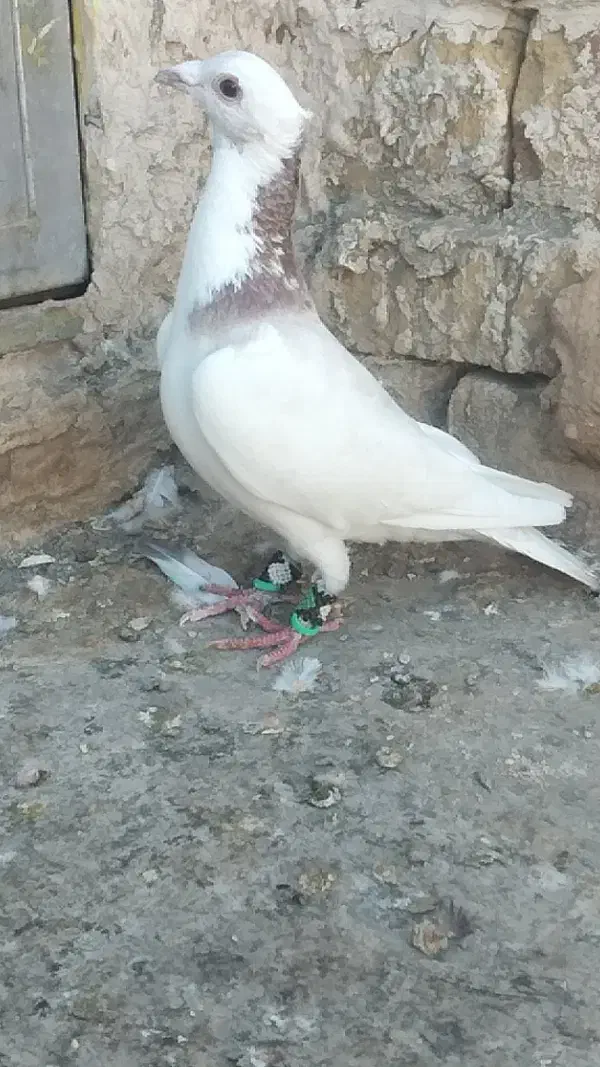 کفتر یا کبوتر|پرنده|تربت‌حیدریه, پائین ولایت|دیوار