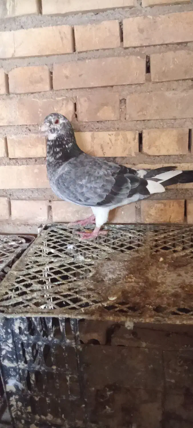 کبوتر|پرنده|گتوند, |دیوار